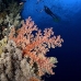coral_soft_elp_si_v_0381_egy4914.jpg
